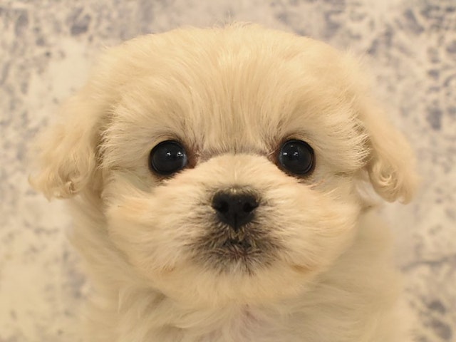 2023年12月31日生まれのハーフ犬の1枚目の写真